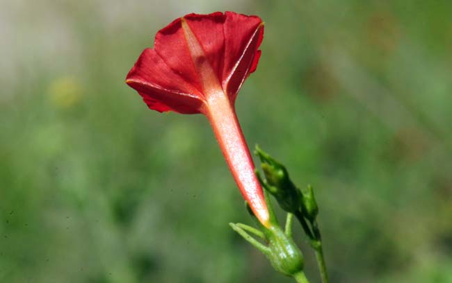 Ipomoea cristulata, Trans-Pecos morning-glory, Southwest Desert Flora